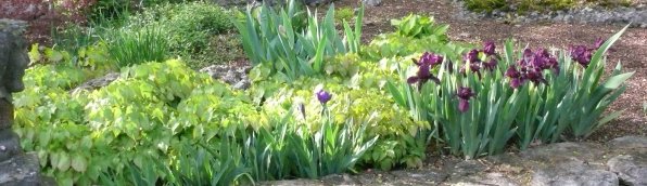Iris.Garden.jpg